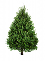norway spruce tree