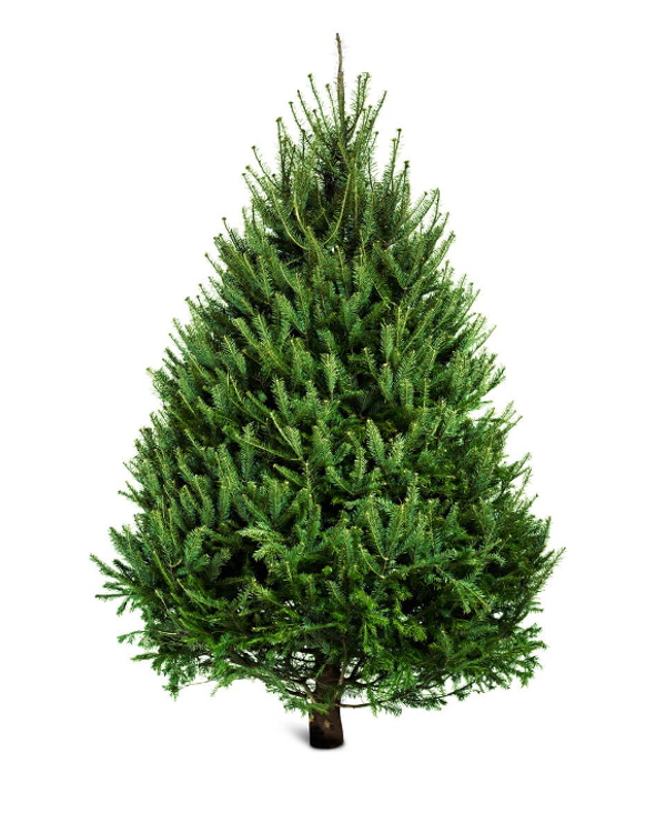 norway spruce tree